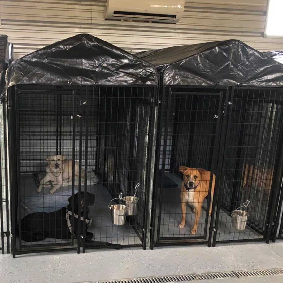 Dogs relaxing in the kennels